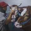 Man with Two Cows original oil painting Indonesia herder in red cap brown and white cows blue ropes 135x135cm
